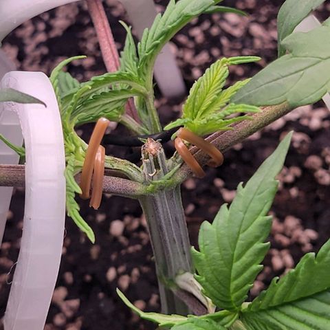 Underdog growlog timeline photo