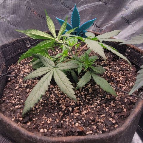 Big Gorl growlog timeline photo