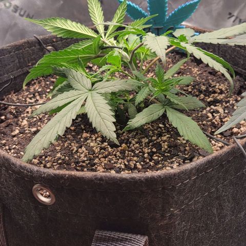 Big Gorl growlog timeline photo