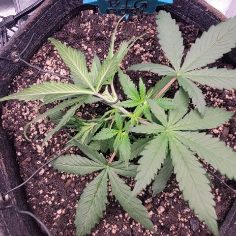 Big Gorl growlog timeline photo