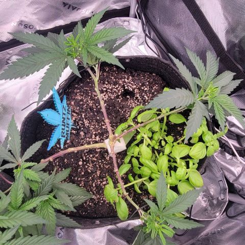Runtz Muffin growlog timeline photo