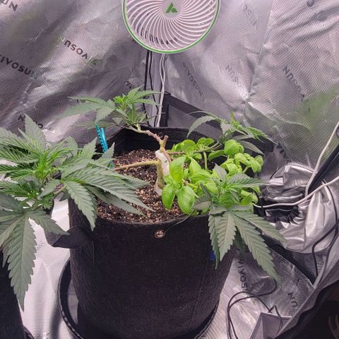 Runtz Muffin growlog timeline photo