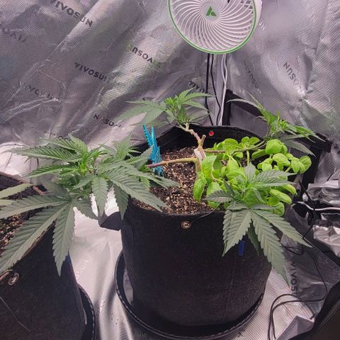 Runtz Muffin growlog timeline photo