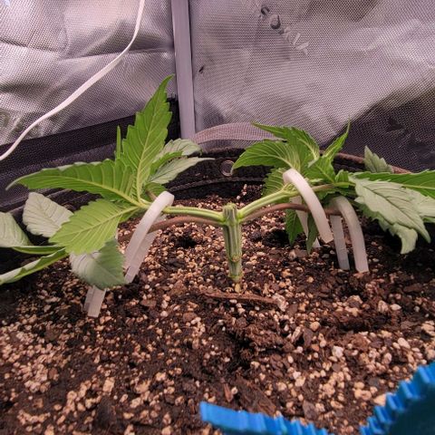Underdog growlog timeline photo