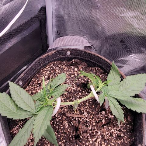 Underdog growlog timeline photo