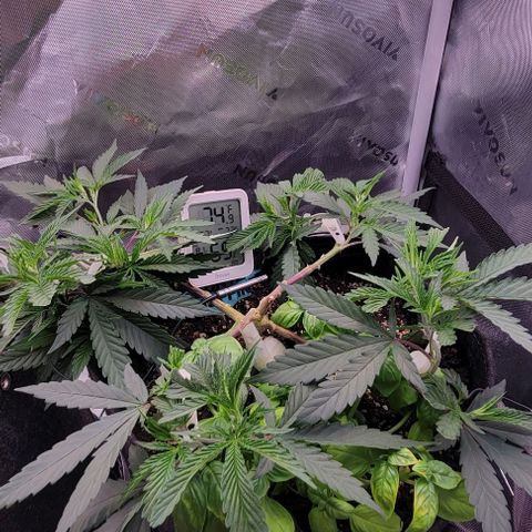 Runtz Muffin growlog timeline photo
