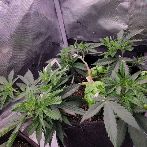 Runtz Muffin growlog timeline photo