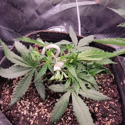 Big Gorl growlog timeline photo
