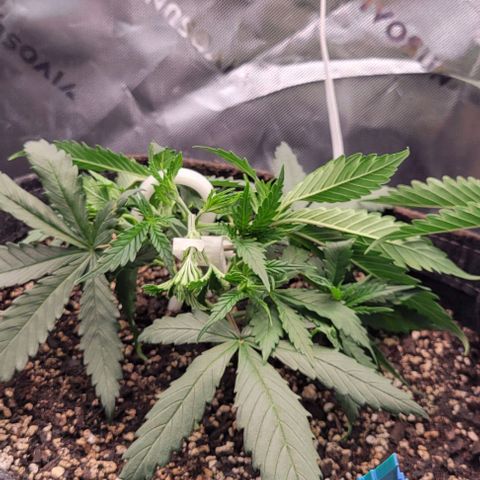 Big Gorl growlog timeline photo
