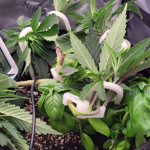 Runtz Muffin growlog timeline photo