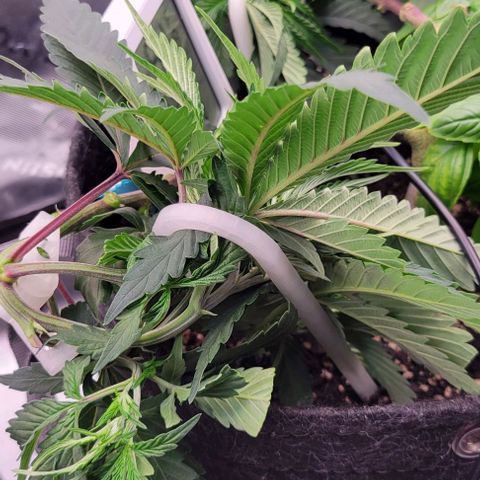 Runtz Muffin growlog timeline photo