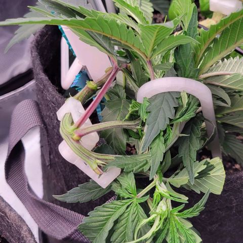 Runtz Muffin growlog timeline photo