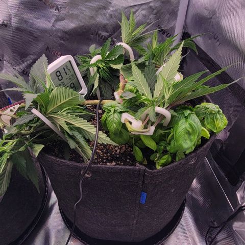 Runtz Muffin growlog timeline photo