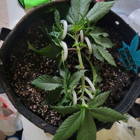 Underdog growlog timeline photo