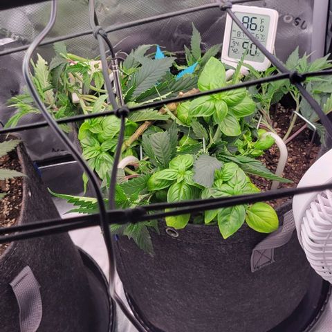Runtz Muffin growlog timeline photo
