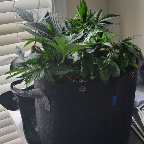 Runtz Muffin growlog timeline photo