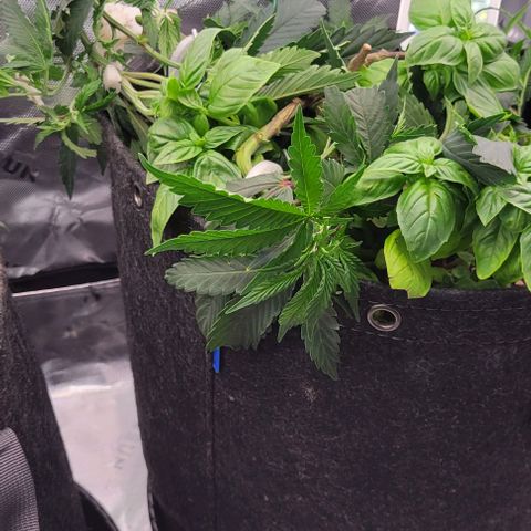 Runtz Muffin growlog timeline photo
