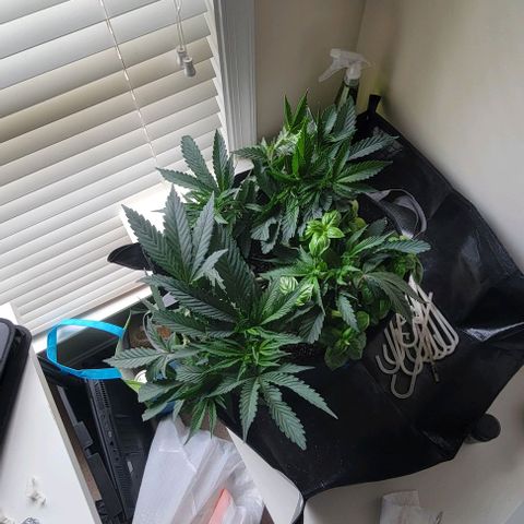 Runtz Muffin growlog timeline photo