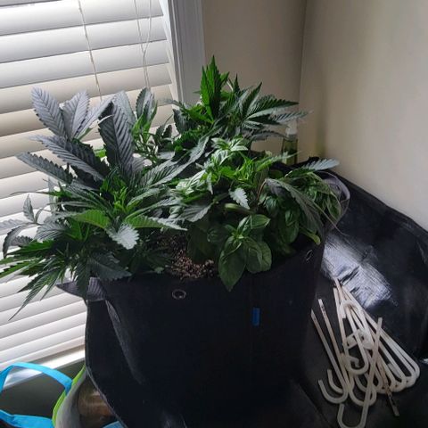 Runtz Muffin growlog timeline photo