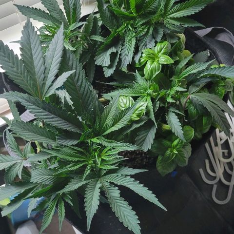 Runtz Muffin growlog timeline photo