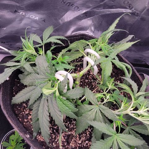 Big Gorl growlog photo: I broke the middle node :( cut the other for symmetry, doing a weird twist mainline 4 way super spread out :(( rip