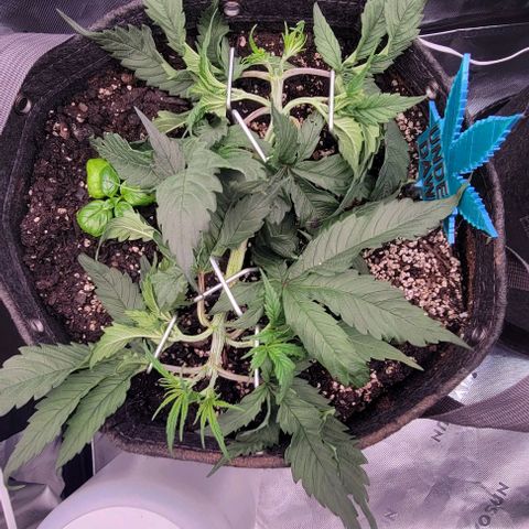 Underdog growlog photo: More training, added basil clone