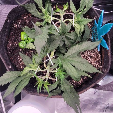 Underdog growlog photo: More training, added basil clone