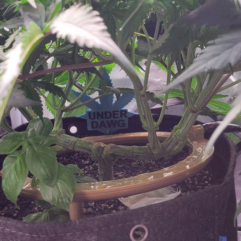 Underdog growlog timeline photo