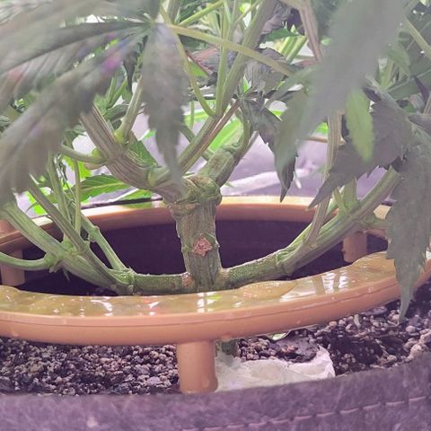 Big Gorl growlog timeline photo
