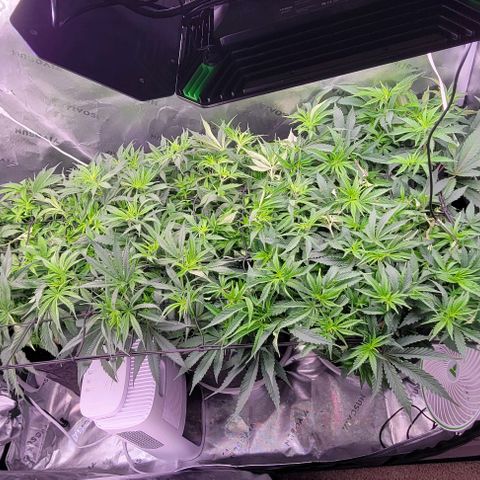 Big Gorl growlog timeline photo