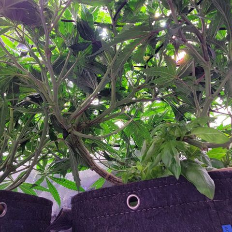Big Gorl growlog photo: After defol