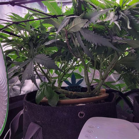 Big Gorl growlog photo: After defol
