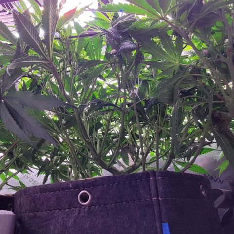 Big Gorl growlog photo: After defol