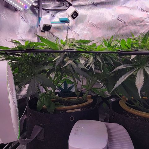 Big Gorl growlog photo: After defol