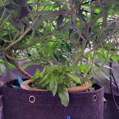 Big Gorl growlog photo: After defol