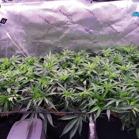 Big Gorl growlog photo: After defol