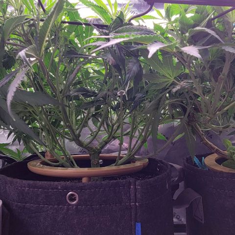 Big Gorl growlog photo: After defol
