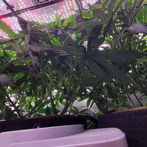 Big Gorl growlog photo: After defol