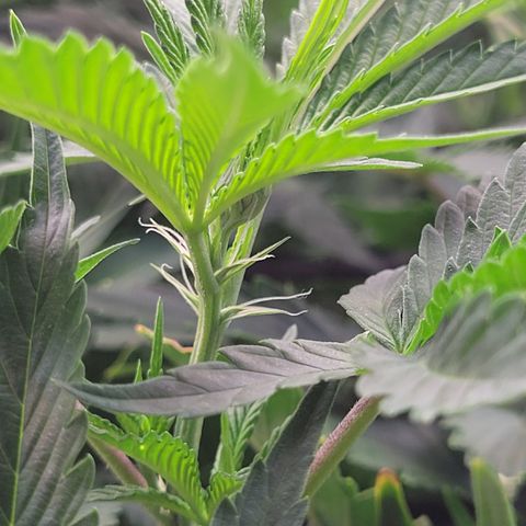 Runtz Muffin growlog photo: Preflowers showing