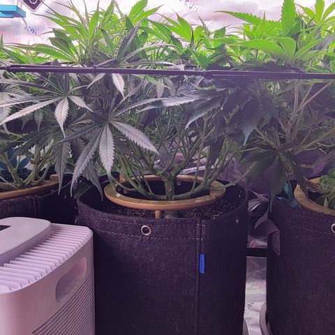 Big Gorl growlog timeline photo