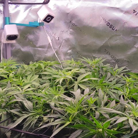 Big Gorl growlog timeline photo