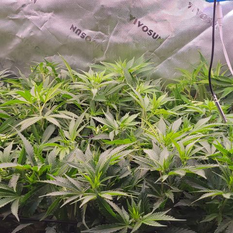 Big Gorl growlog timeline photo