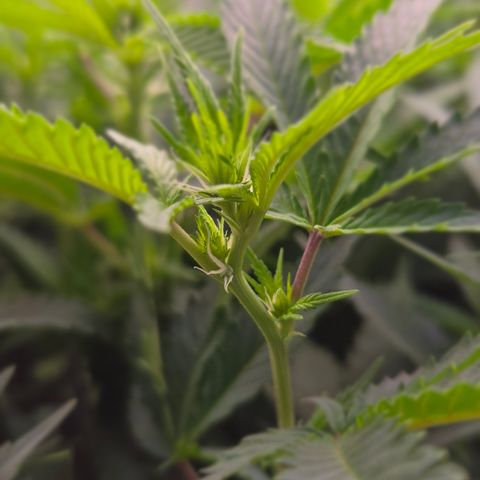 Runtz Muffin growlog timeline photo