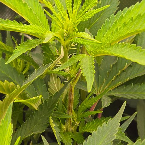 Runtz Muffin growlog timeline photo
