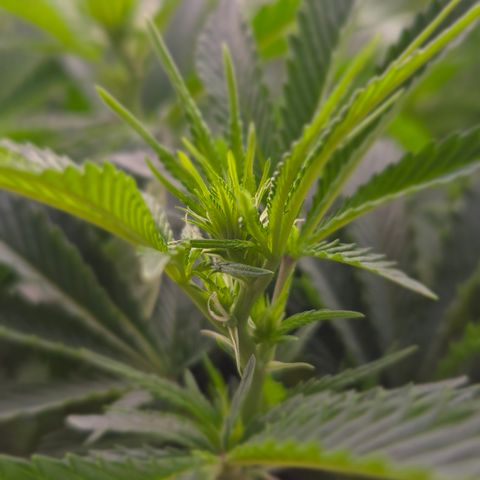 Runtz Muffin growlog timeline photo