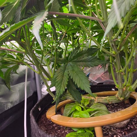 Underdog growlog timeline photo