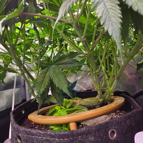 Underdog growlog timeline photo