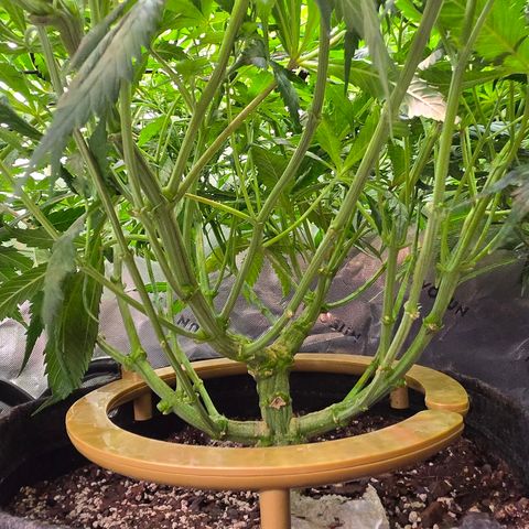 Big Gorl growlog timeline photo