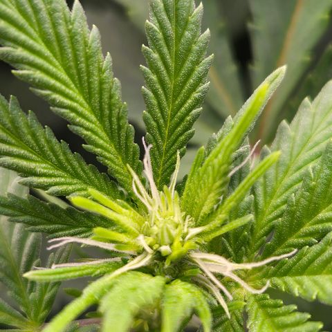 Runtz Muffin growlog timeline photo