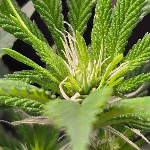 Runtz Muffin growlog timeline photo